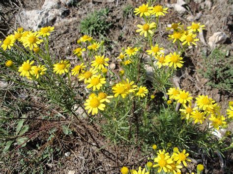 Herbario Virtual De Banyeres De Mariola Y Alicante Senecio Malacitanus