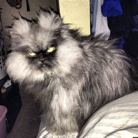 Colonel Meow Angriest Cat In The World Wants You To Spread The Frown