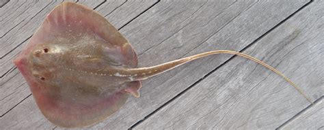 Atlantic Stingray Mexico Fish Marine Life Birds And Terrestrial Life