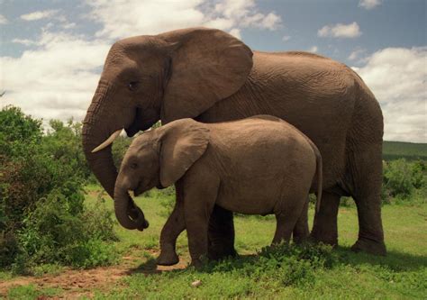 Six Facts About Elephant Families The Independent