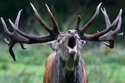 Police Warn Motorists About Sex Crazed Deer On The Rampage Across Devon