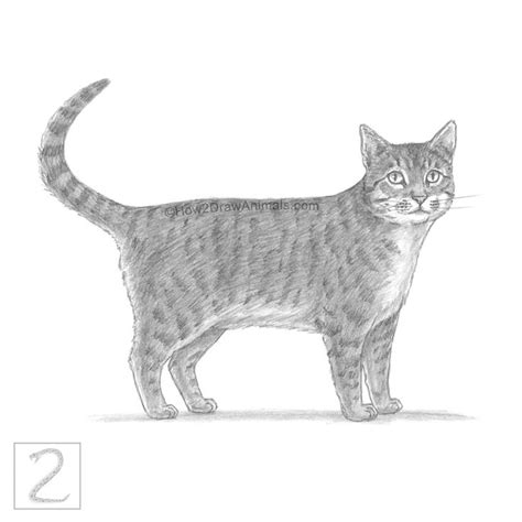 Tabby Cat Drawing In Graphite Pencil Drawing Tutorials Drawing