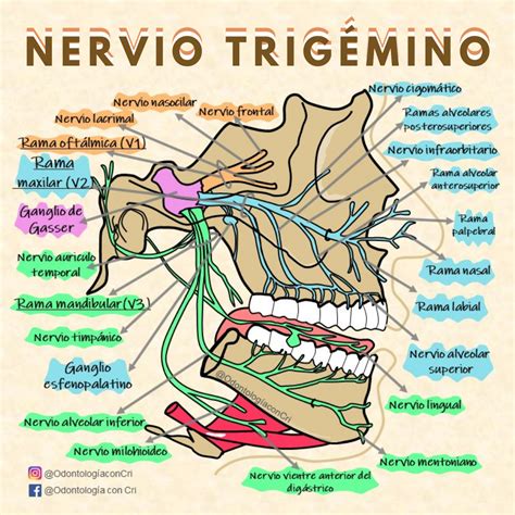 Nervio Trig Mino Escuela De Higiene Dental Anatom A Dental Anatom A M Dica