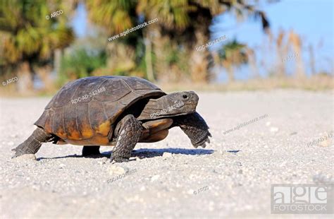 Gopher Tortoise Florida Usa Gopherus Polyphemus Stock Photo Picture