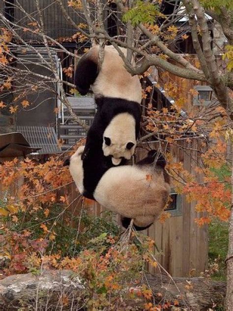 Pandas On A Tree Funny Pictures Of Animals
