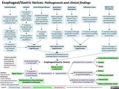 Pathophysiology Of Esophageal Varices