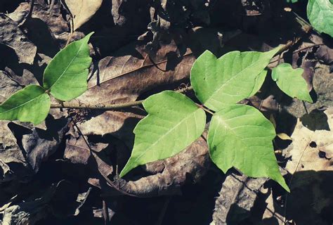 What To Do To Treat Poison Ivy