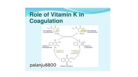 Role Of Vitamin K In Coagulation