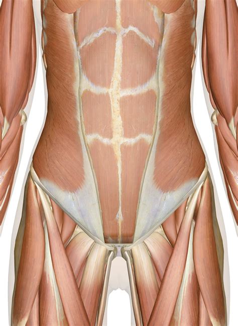 3d Anatomy Of The Abdomen Lower Back And Pelvis Muscles