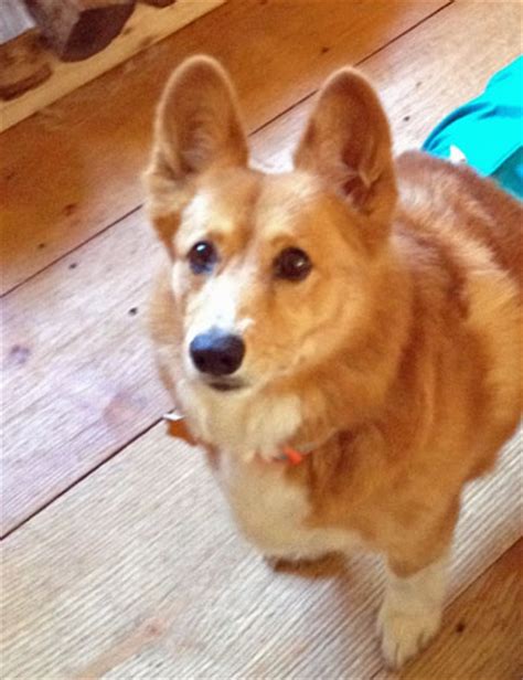 Rescue Corgis Looking For A Forever Home Mayflower Pembroke Welsh