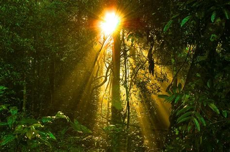 Sun Ray Over Tropical Forest Sun Ray Over Tropical Forest Flickr