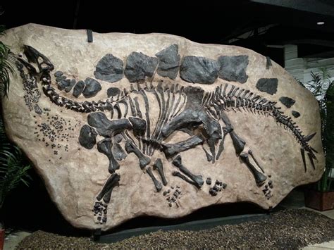 Stegosaurus Colorado State Fossil Fossils Dinosaur Dinosaur Fossils