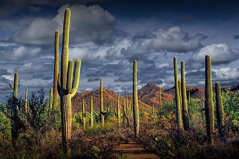 Saguaro Cactus Forest Near Tucson Az Arizona Landscape Arizona