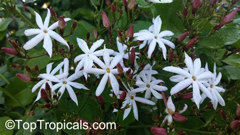 Pick up or delivered across gold coast with the best flower delivery to ashmore, surfers paradise, broadbeach, mermaid, runaway bay & more! Jasminum dichotomum, Rose Bud Jasmine, Everblooming ...