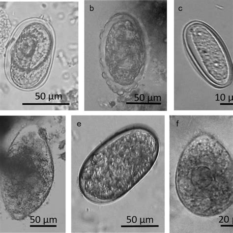 Intestinal Parasite Taxa Recovered From Fecal Smears And Using