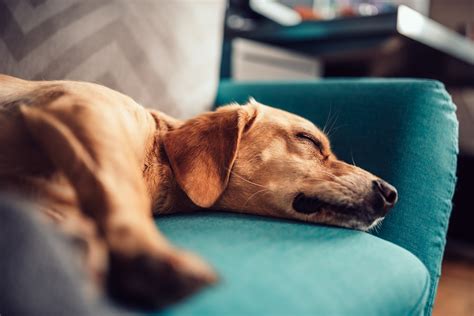 Hard Day Dog Who Fell Asleep Holding Stick Has Internet In Stitches