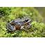 Northern Red Legged Frog – Salt Spring Conservancy