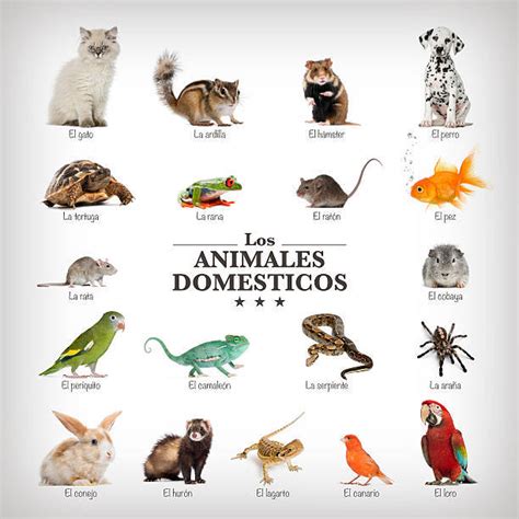 Animales Domésticos Qué Son Características Tipos Y Ejemplos