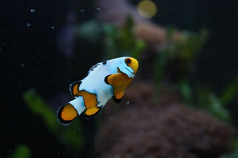 Ora Ocellaris Clownfish Beun Aquarium Fish
