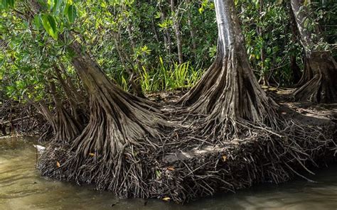 mangrove roots and the everglades institute of environment florida international university