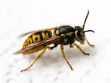 Photos of How To Control Wasp