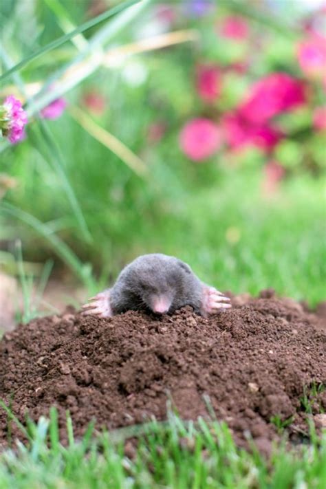 How To Keep Ground Moles Out Of Your Yard Naturally And Voles Too