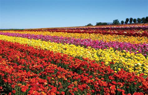 The Carlsbad Flower Fields Open March 1 2020 At Home In Carlsbad