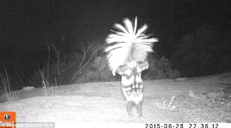 Video Shows Skunk Pull A Handstand In Saguaro National Park To Warn Off