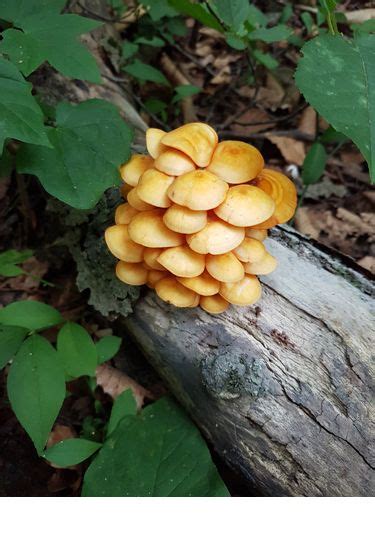 A Cluster Of Yellow Mushrooms Growing On A Log