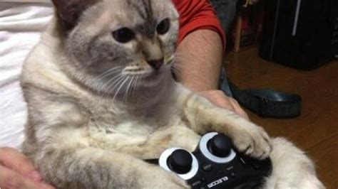 Cats Are Very Serious About Video Games Kotaku Australia