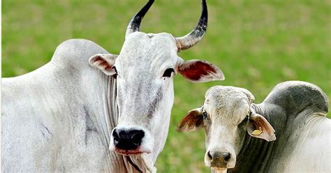 Agricultural Videos Indian Cow Breeds