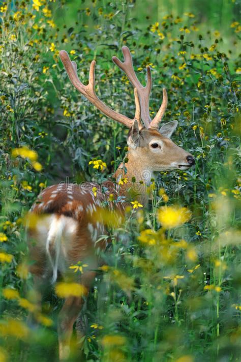 Whitetail Deer Stock Image Image Of Beautiful Beauty 43843265