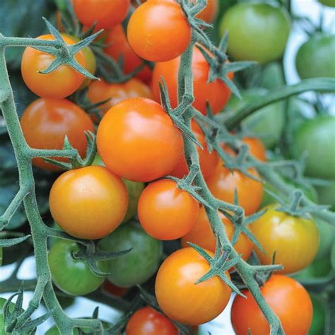 Cherry Tomato Red Beauty Tomato Agroduka Limited