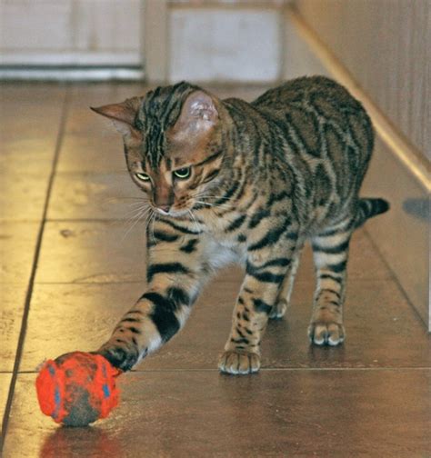 > all activity partners artists childcare general groups local news and views lost & found missed connections musicians pets politics rants & raves. Bengal Cat Bling | Bengal Kittens | San Diego California