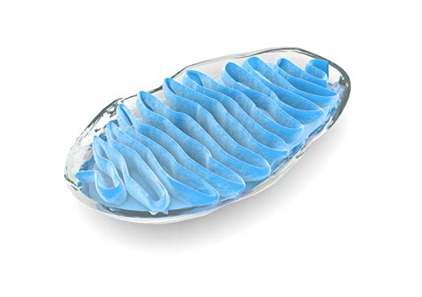 Why Should You Care About Your Mitochondria Next Health