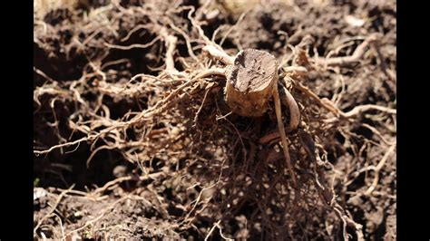 Why not get it removed directly? How to Remove a Tree Stump Fast - YouTube