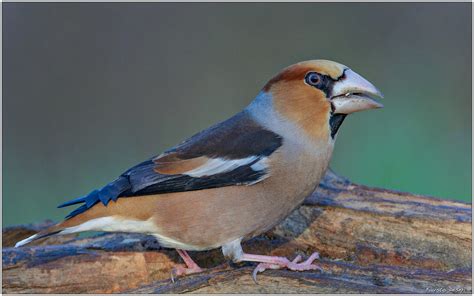 Hawfinch Coccothraustes Coccothraustes Frosone Parco Della Flickr