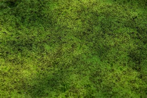 Premium Photo Green Moss Background Texture Beautiful In Nature