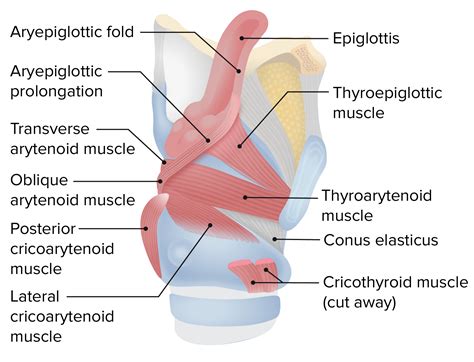 Larynx Anatomy With Labeled Structure Scheme And Educational Medical The Best Porn Website