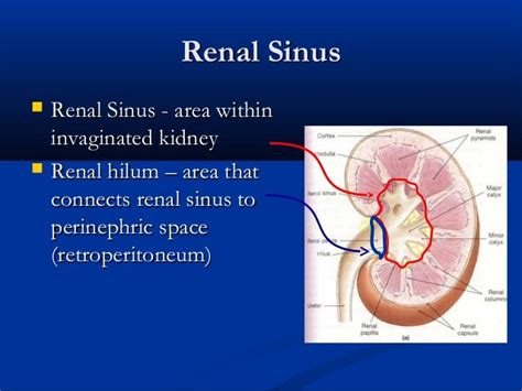 Renal Sinus