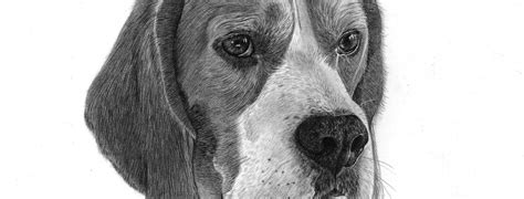 Pencil Drawing Of Beagle Pencil Sketch Portraits