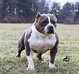 To advance this breed to a state of similarity throughout the world; American Bully Puppies For Sale | Elkhart, IN #181487