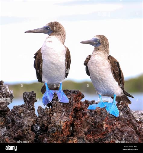 Piquero Patas Azules Fotos E Imágenes De Stock Alamy