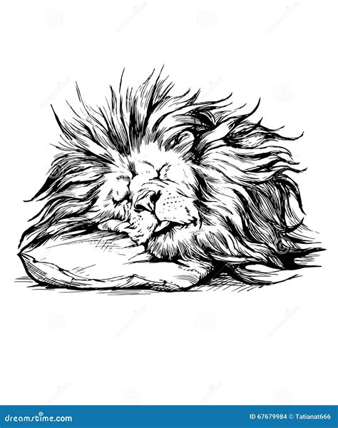 Vector Hand Drawn Realistic Sleeping Lion Stock Vector Illustration