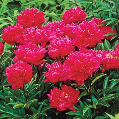 Spring Hill Nurseries Red Flowers Red Double Peony Paeonia Live