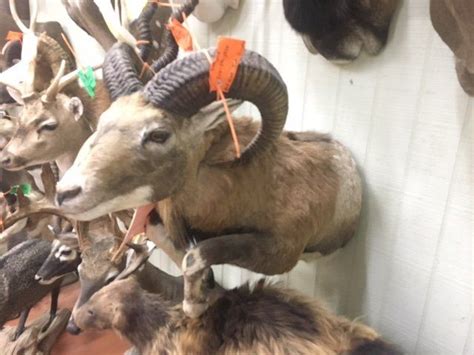 Maybe you would like to learn more about one of these? Uvalde Meat Market & Processing Wild Game Processing Menu ...