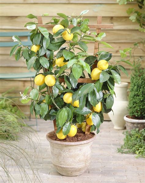 Can We Grow Lemon Tree In Pot Black Love Heart