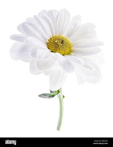 Daisy Flower Camomile Marguerite Chamomile Isolated On White