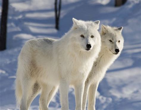 Here Are Some Of The Most Interesting Arctic Wolf Facts Such As Arctic