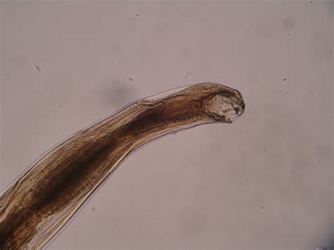 Lets Do Some Zoology Dog Hookworm Ancylostoma Caninum A Species